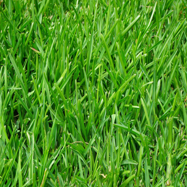 Offres de vente Terrain Sables d or les pins 22240